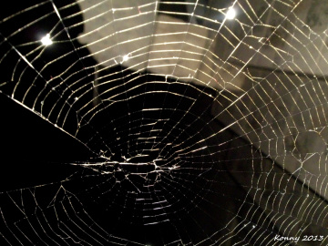 spider web