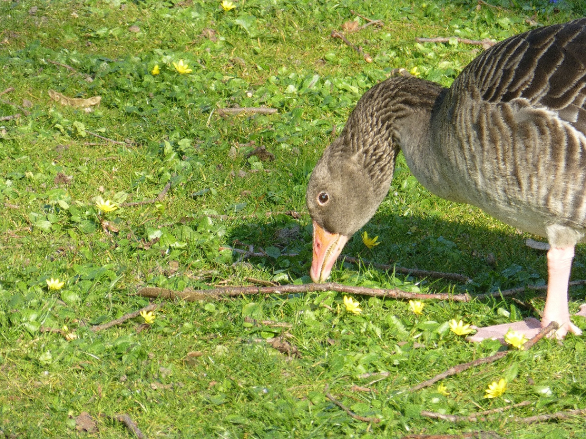 Wo ist der Regenwurm?