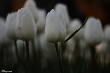 White Tulip