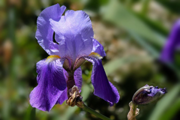 Iris