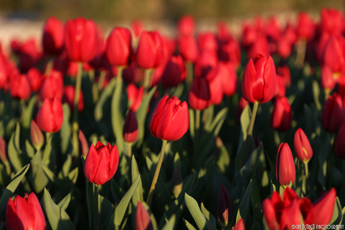 Red Tulips