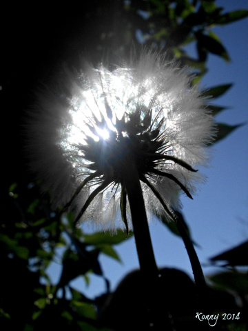 morning sun like a spot 