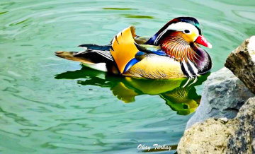 Mandarin Ördeği