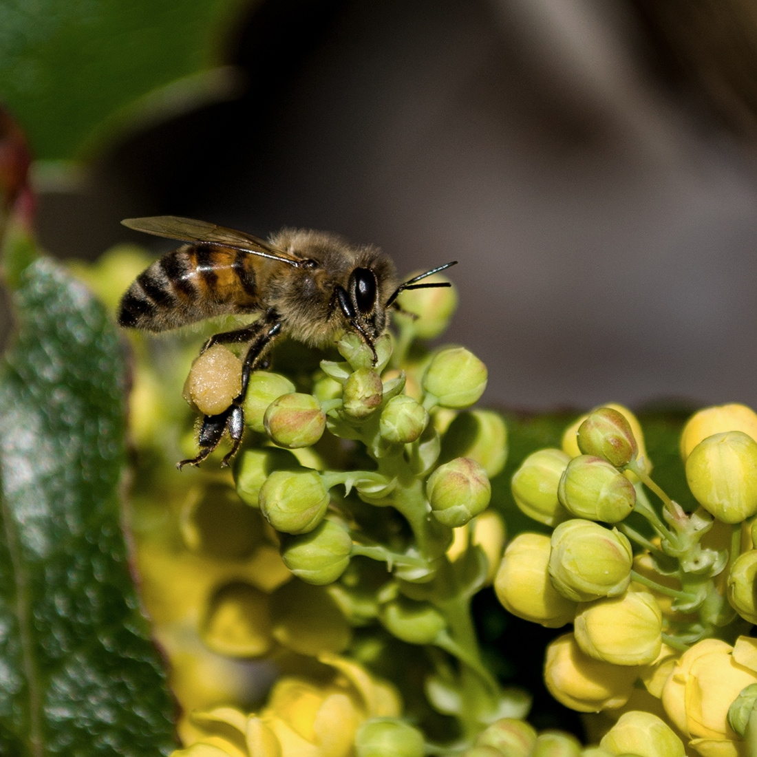 Heavy flying bee transport