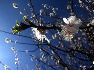 Flowers in the afternoon-sun