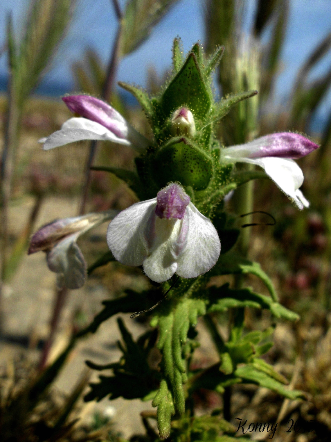 wildflower cyprus 