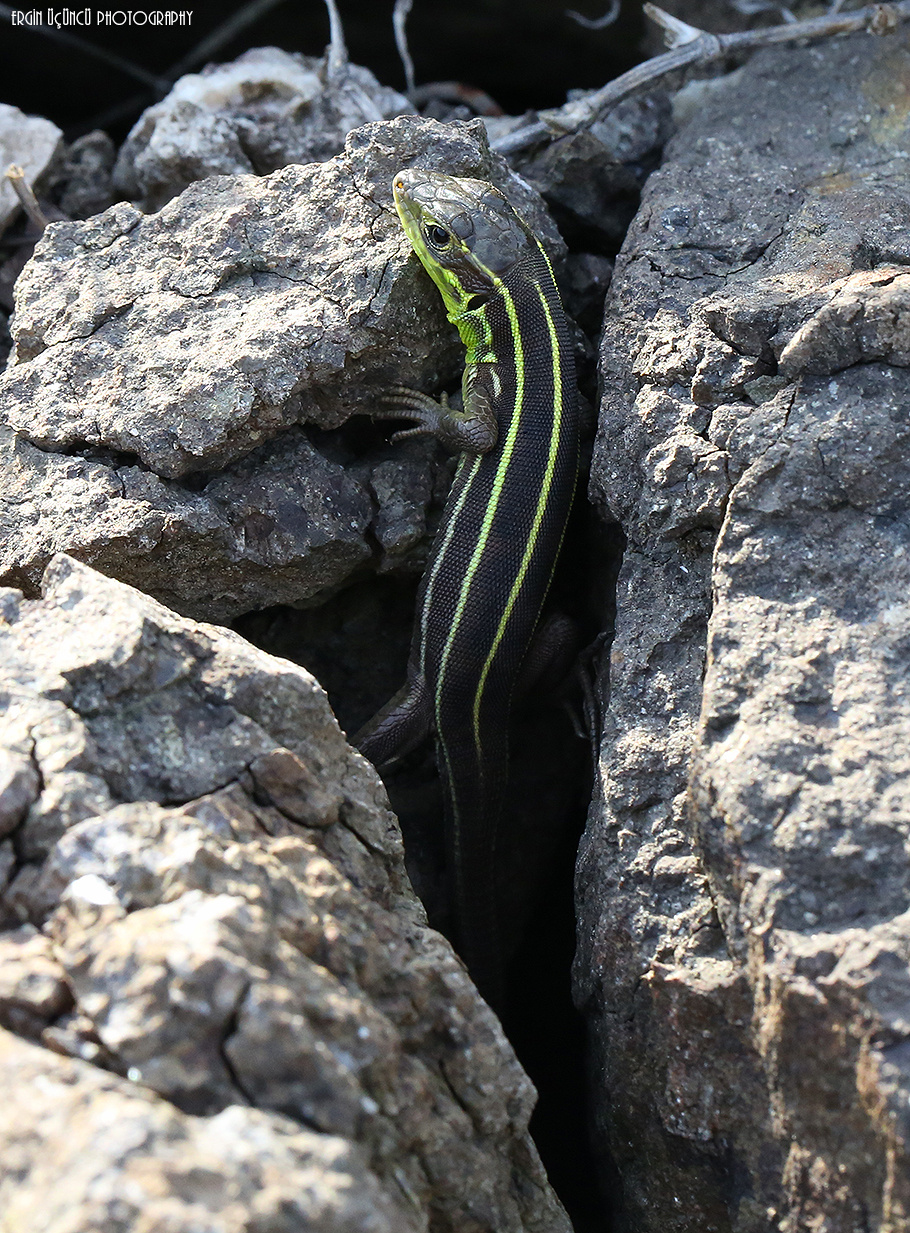 Lacertidae