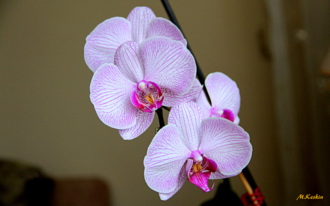 Orchid