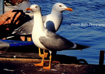 Aseletli Bakışlar 