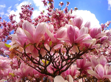 pink beauty