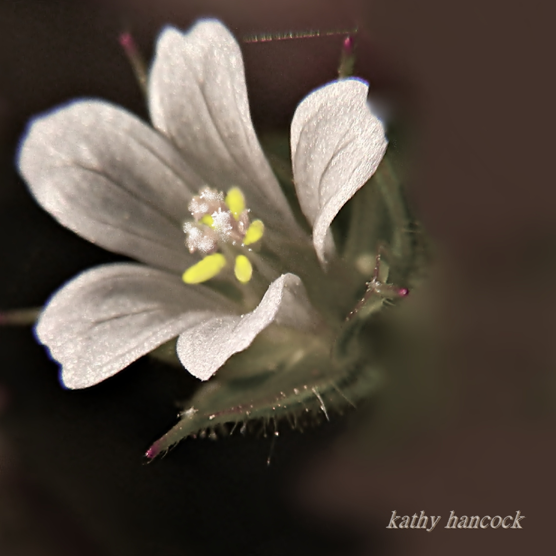 Wildflower