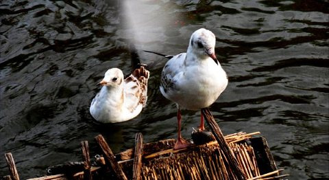 Love Birds