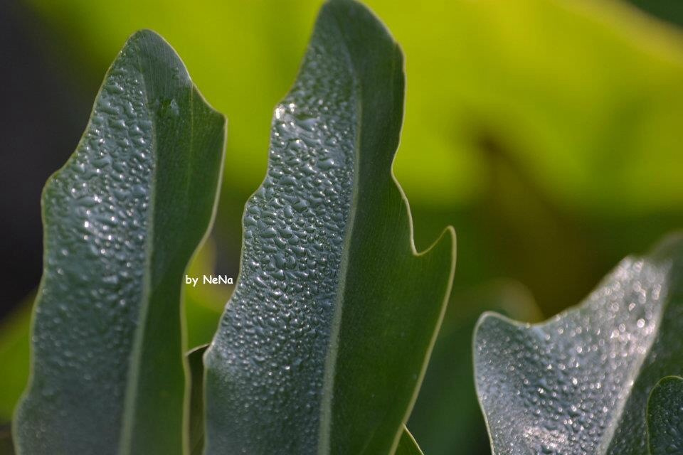 Gotas...