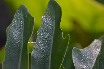 Gotas...