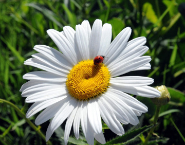 papatya ve uğur böceği