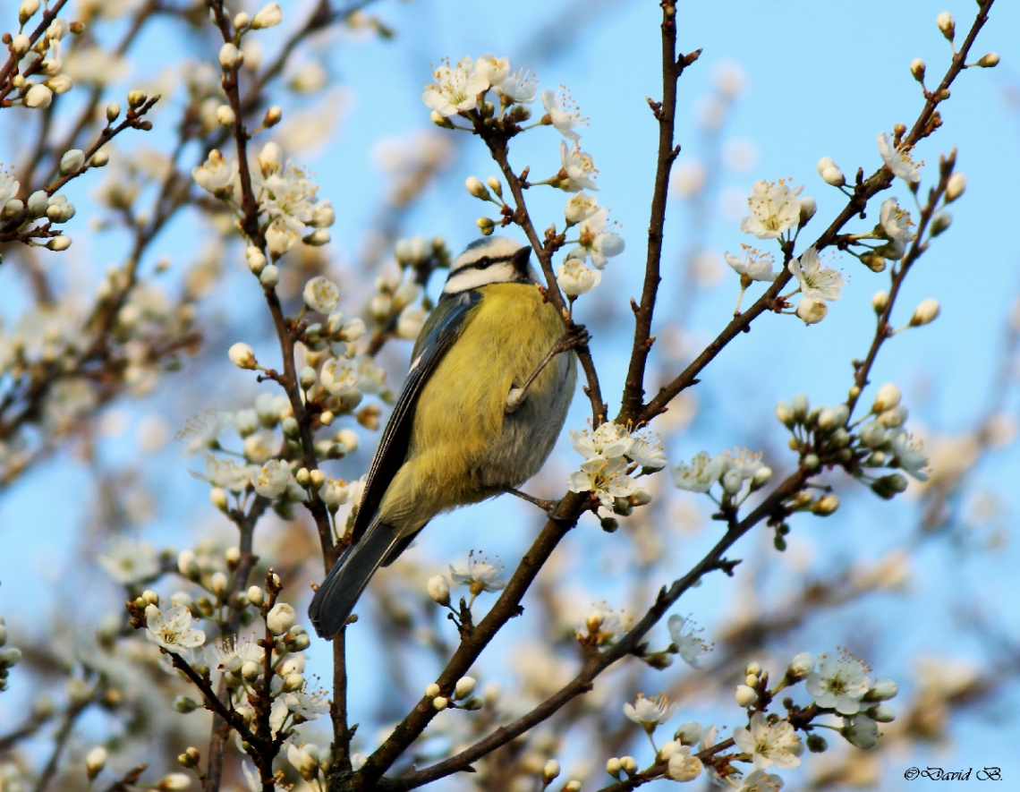 Mésange