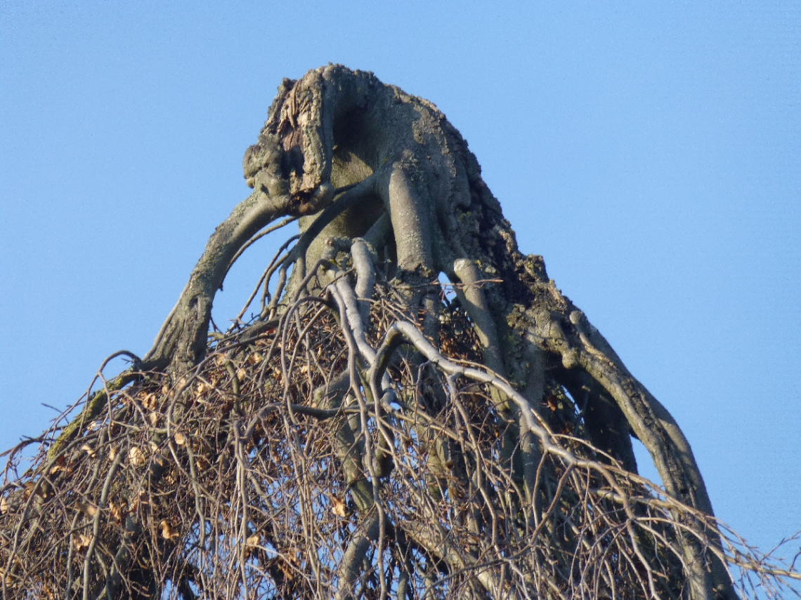Elefant auf einem Baum? 