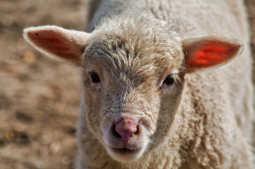 Easter lambkin 