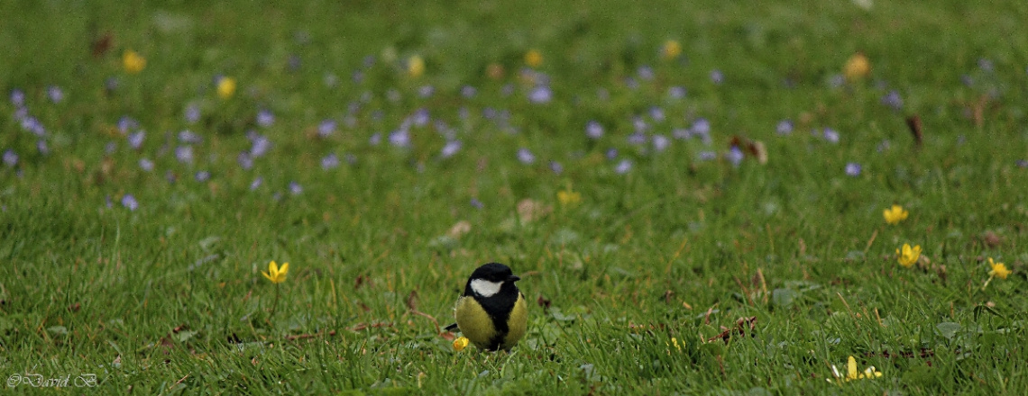 Mésange