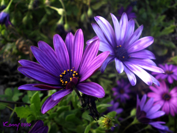 purple , purple ... all purple