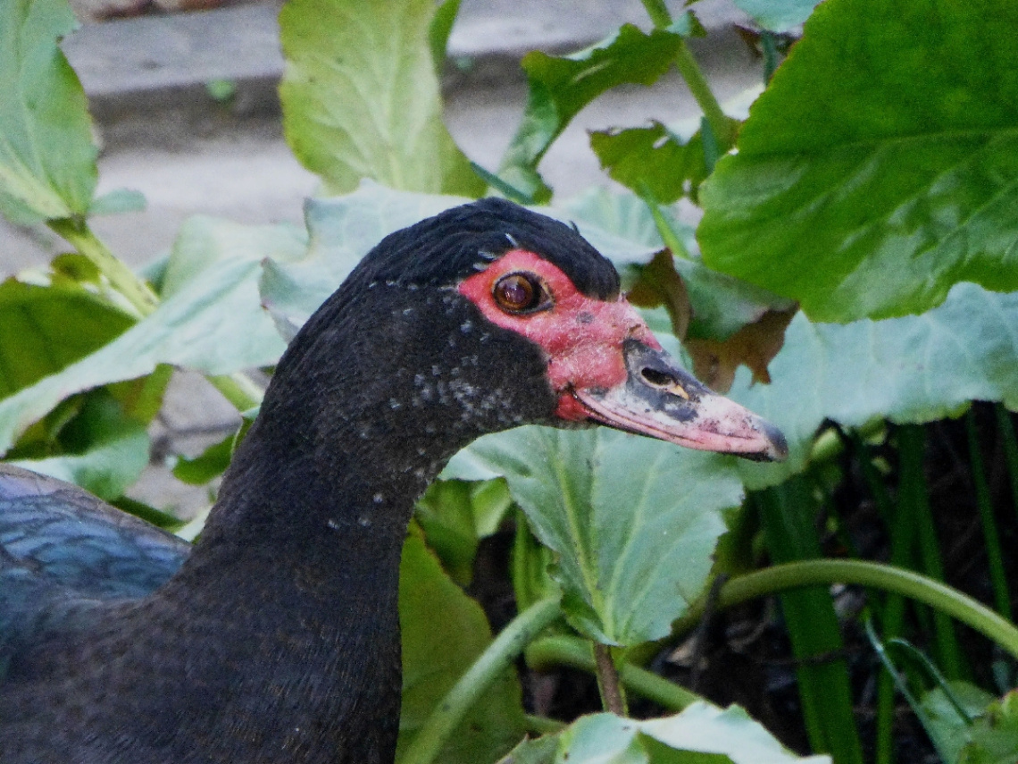 Stadtgarten/Zoo, Karlsruhe/Germany