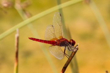 The red dragonfly