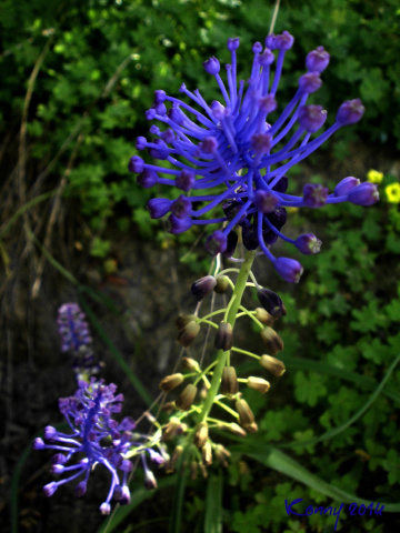 purple wild flower