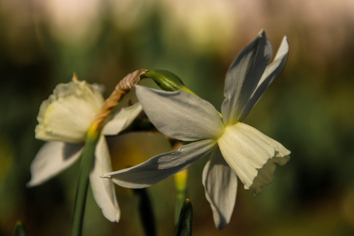 Narcissus