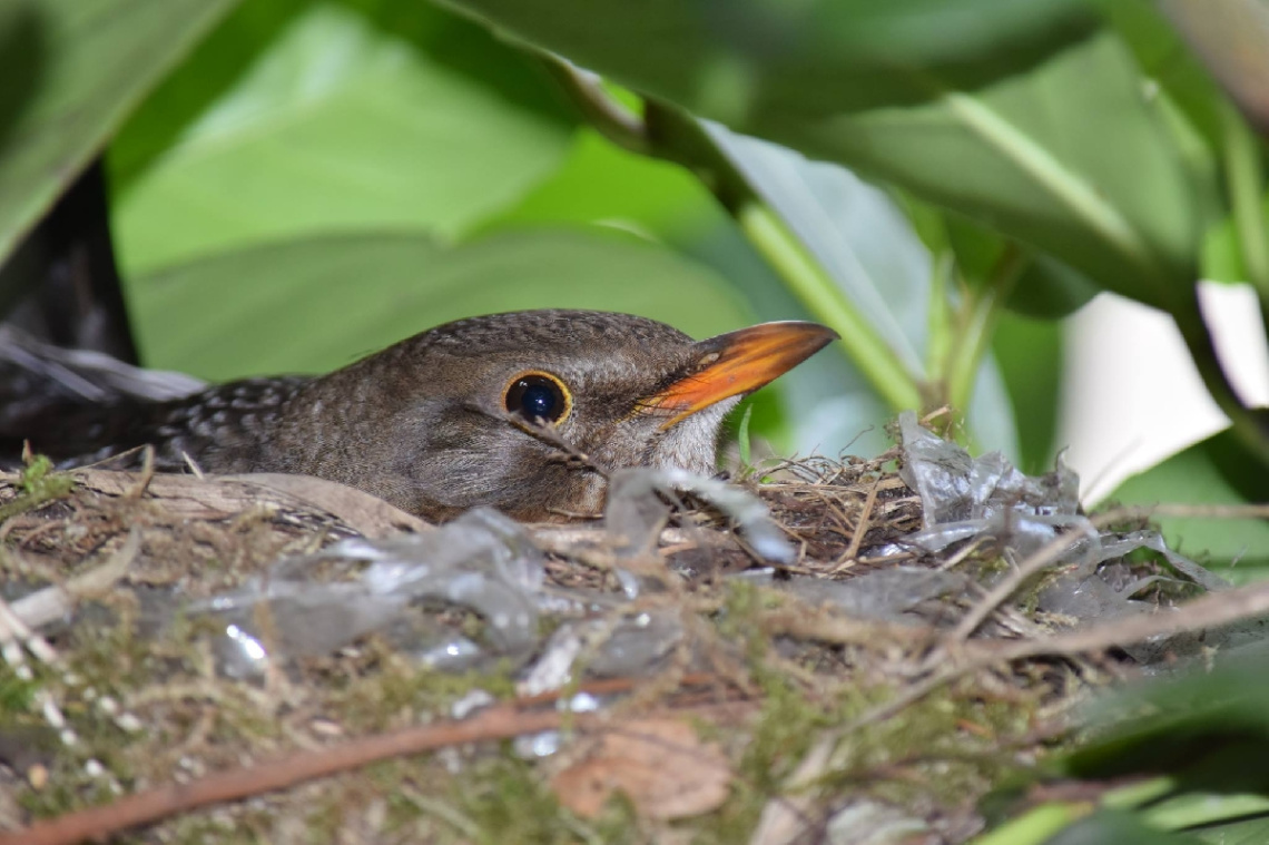 Little bird in the nest