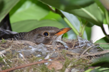 Little bird in the nest