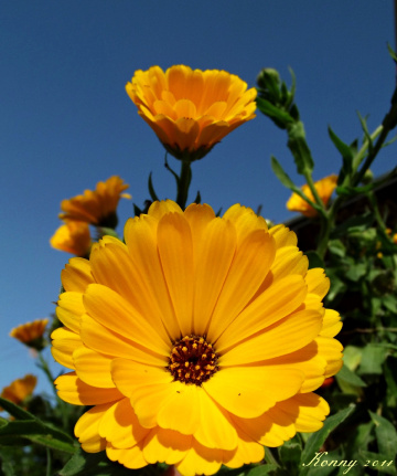 yellow to the sky :))