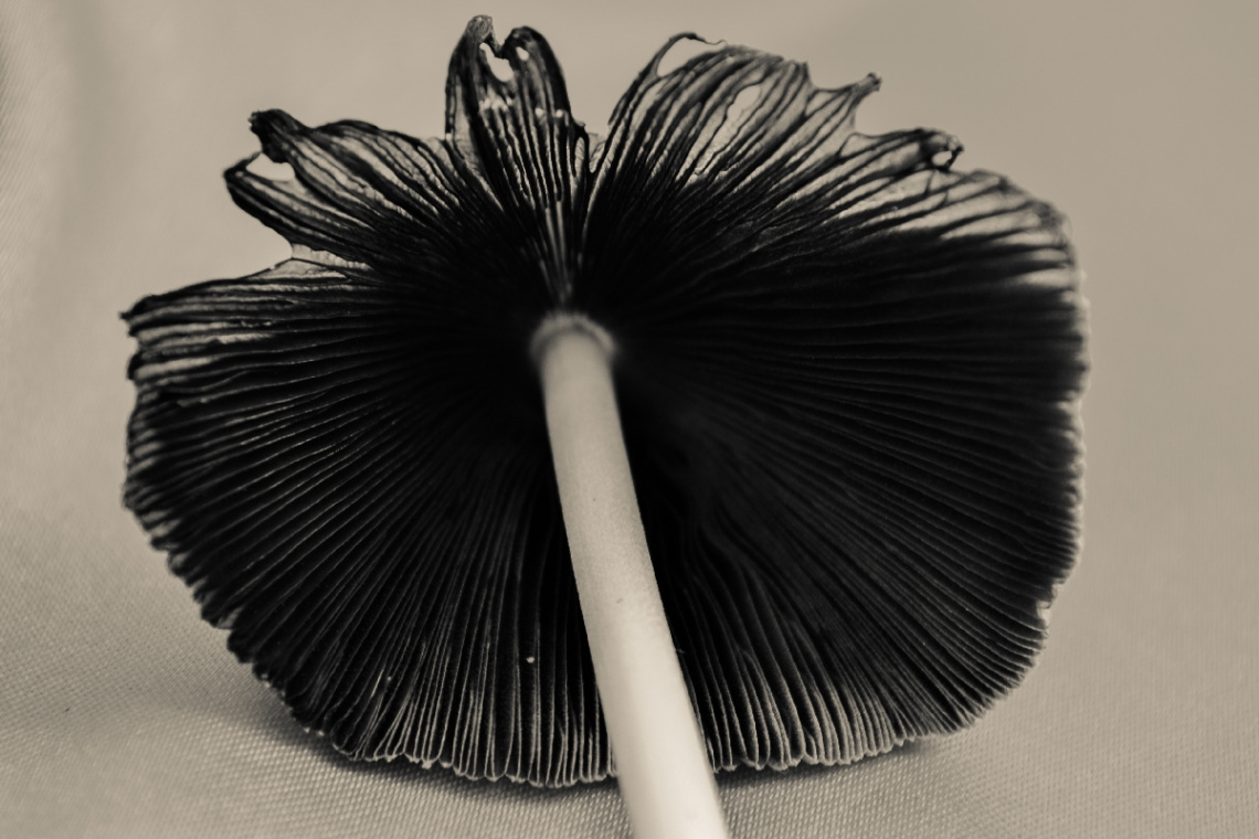 mushroom
