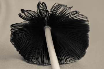 mushroom
