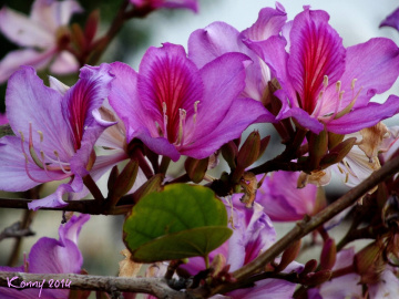  flowers of the Bauhinia variegata  - tree