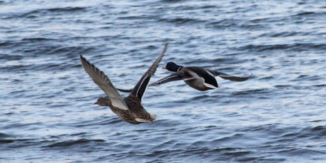 Crossing The Lake