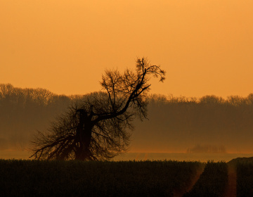 Foggy Sunrise with Saharan desert dust in the air