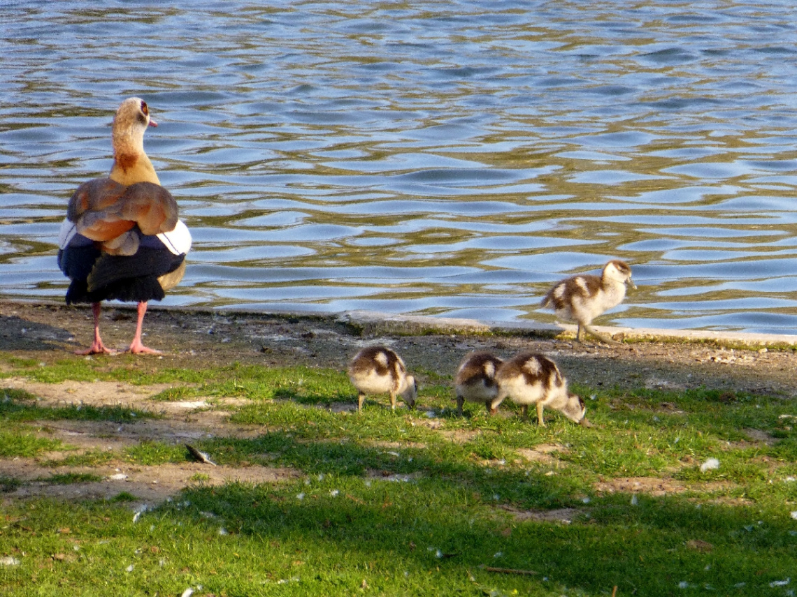 Familienausflug, Stadtgarten/Zoo, Karlsruhe/Germany