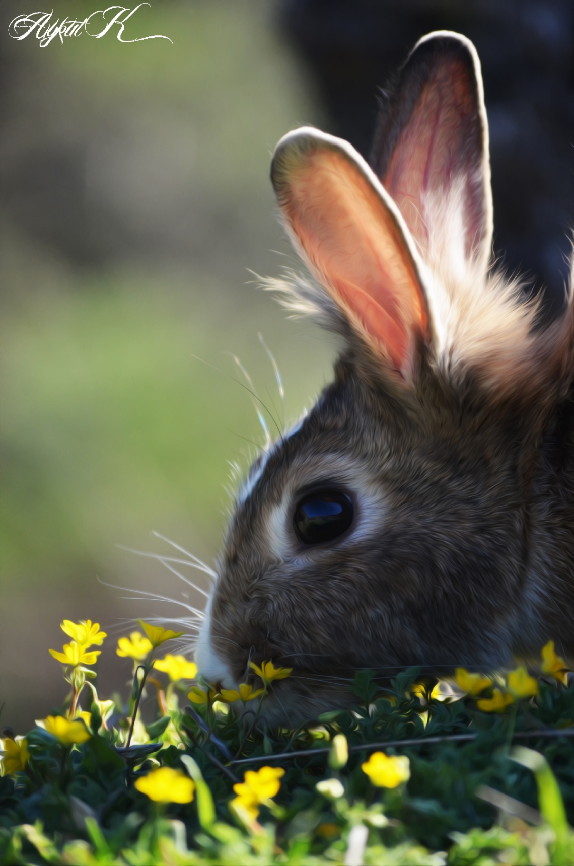 Rabbit :)