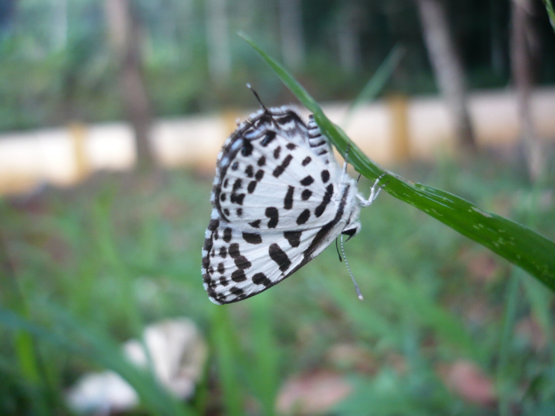 zebra butterfly