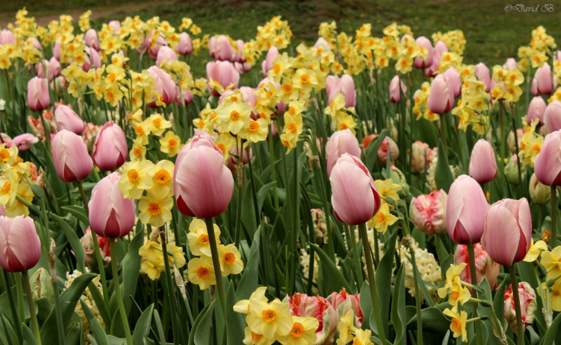 Tulipes