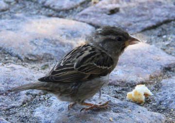 Another Hungry Friend