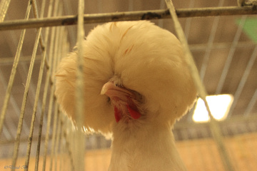 Poule