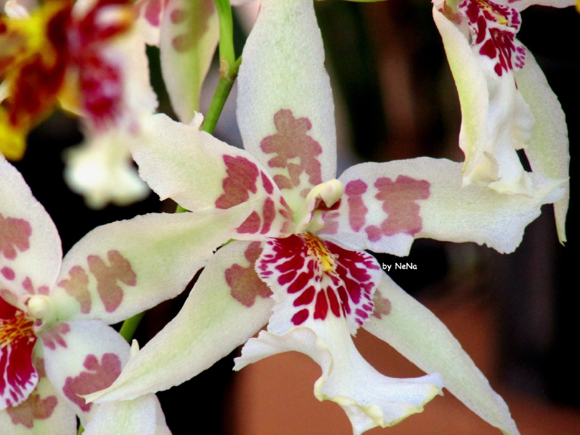 orquídea...