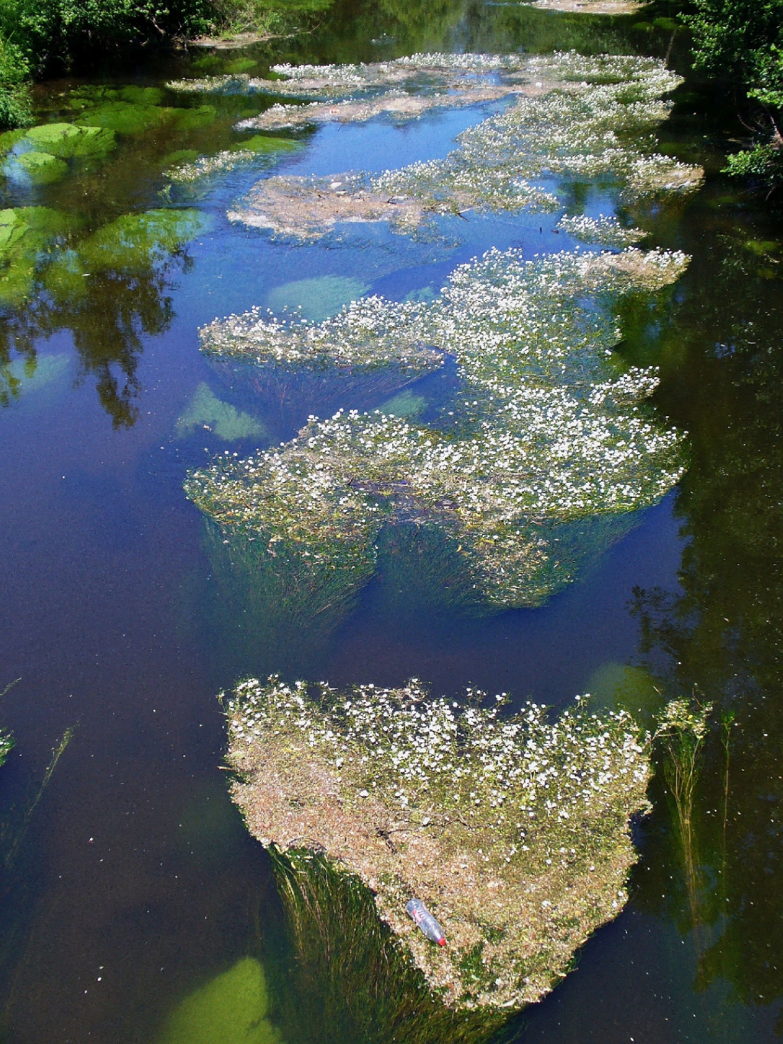 Die Alb (kleiner Fluss durch Karlsruhe/Germany)