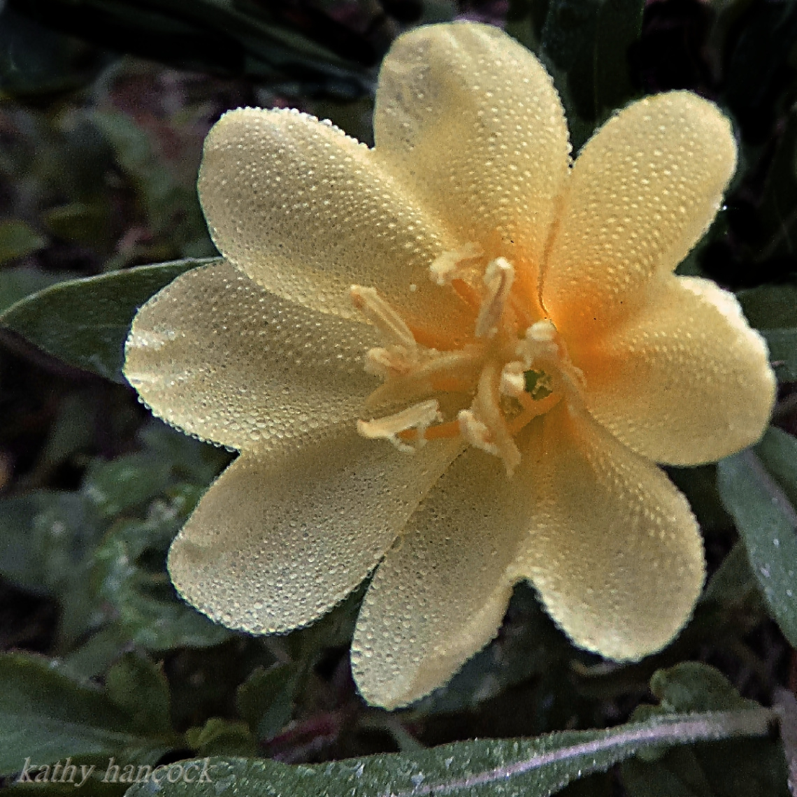 Wildflower with Dew