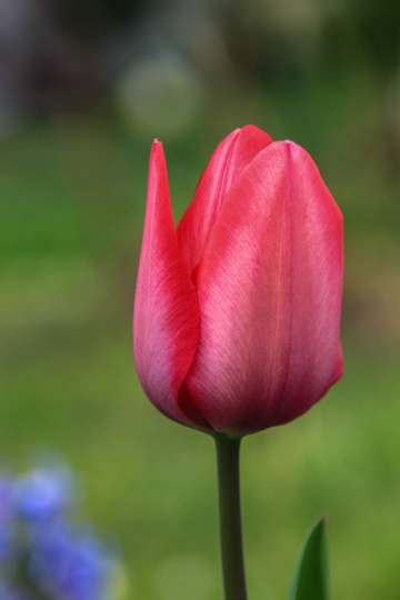 Tulip