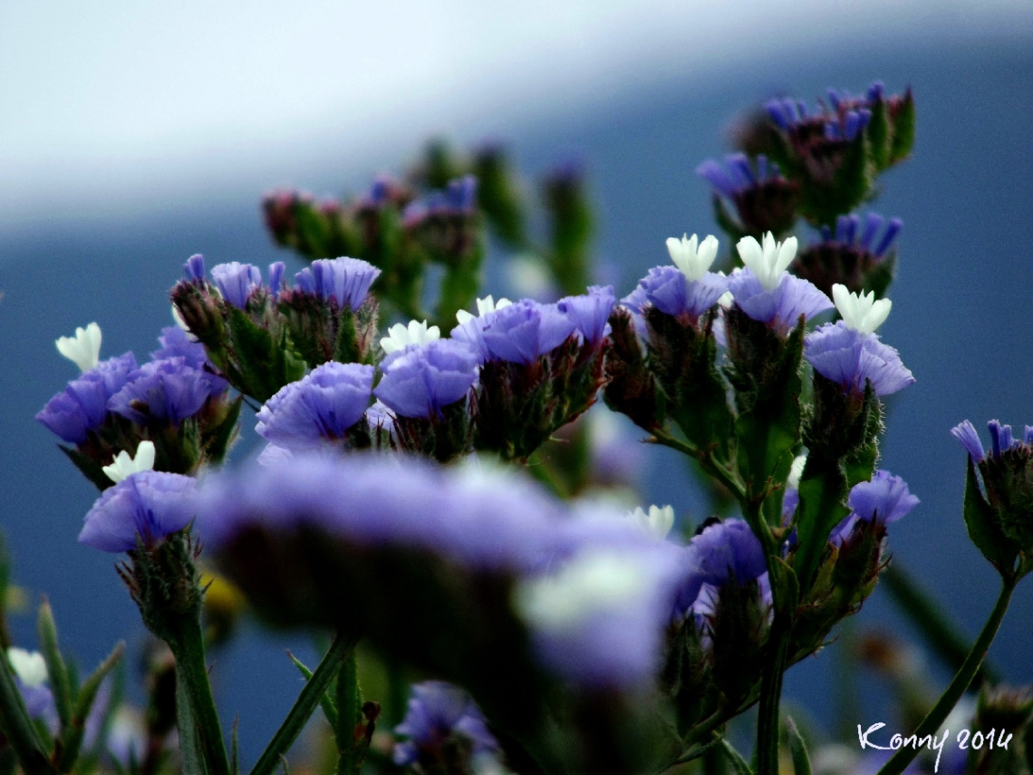 Purple Love 
