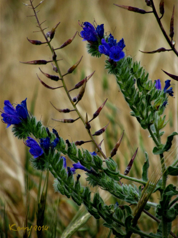 no tulip - no daisy  :)))) , only a wildflower 