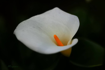 Calla