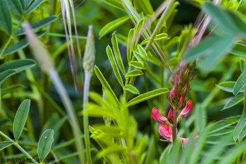 Naturella